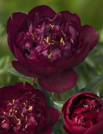 Paeonia lactiflora Pivonka Buckeye Belle   