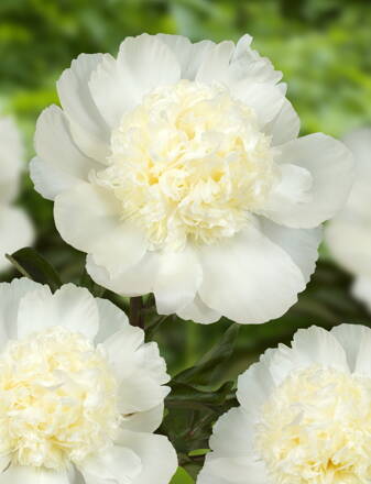 Paeonia lactiflora Pivonka Charles White    dostupná od 30.10.2023