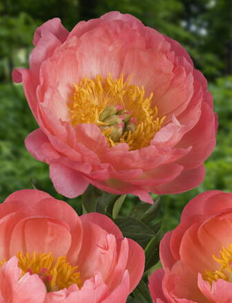 Paeonia hybrid Pivonka Coral Sunset  