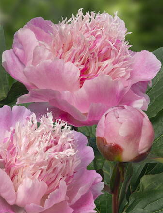 Paeonia lactiflora Pivonka  Do Tell  