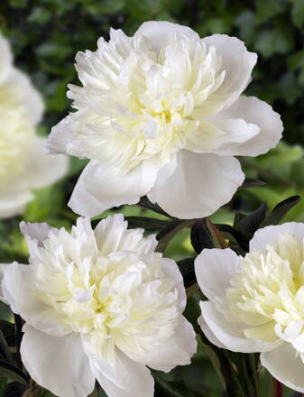 Paeonia lactiflora Pivonka Duchesse de Nemours  