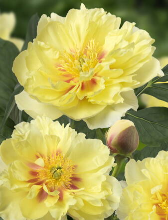 Paeonia Pivonka itoh Bartzella