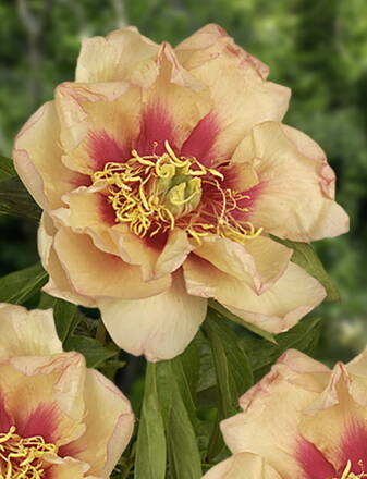 Paeonia Pivonka itoh Callies Memory  