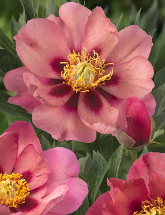 Paeonia Pivonka itoh Old Rose Dandy  