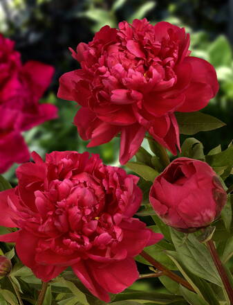 Paeonia lactiflora Pivonka Kansas 