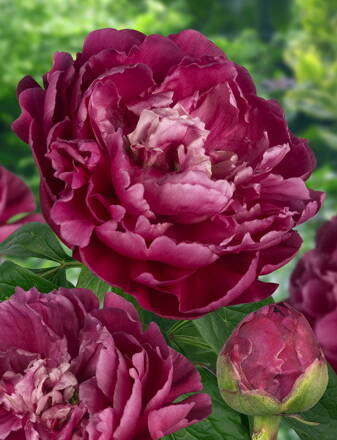 Paeonia lactiflora Pivonka Louis van Houtte    