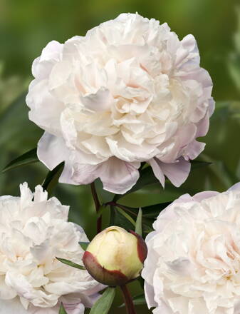 Paeonia lactiflora Pivonka Marie Lemoine  