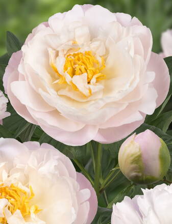 Paeonia lactiflora Pivonka Miss America  