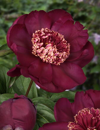 Paeonia lactiflora Pivonka Nippon Beauty 