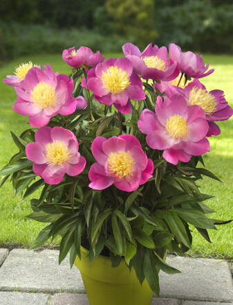 Patio Paeonia  Pivonka Kiev   