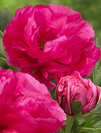 Paeonia lactiflora Pivonka   Paula Fay    