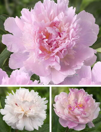 Paeonia lactiflora Pivonka Pecher ( Noemie Demay ) 