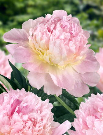 Paeonia lactiflora Pivonka Raspberry Sundae  