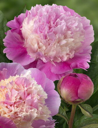 Paeonia lactiflora Pivonka  She's My Star 