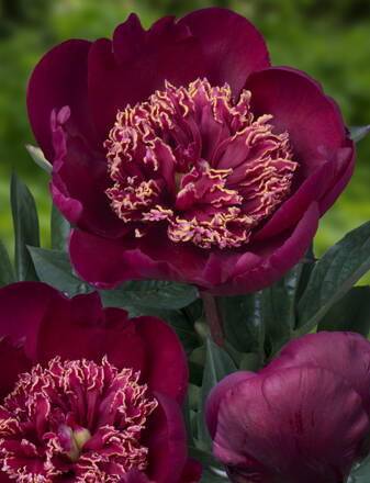 Paeonia lactiflora Pivonka  Sword Dance 