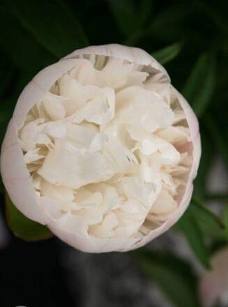 Paeonia officinalis  Pivonka ‘Alba Plena’