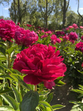 Paeonia lactiflora Pivonka  Paul M. Wild 