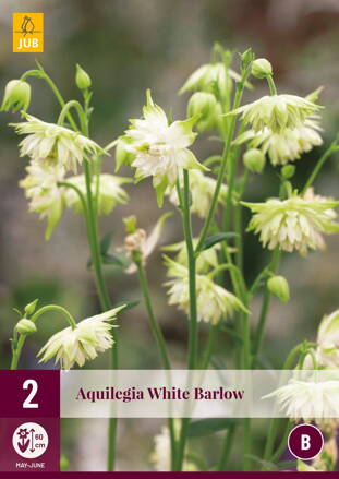 Aquilegia Orlíček White Barlow 