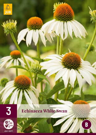 Echinacea White Swan  