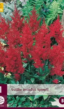 Astilbe spiraea Astilba červená  