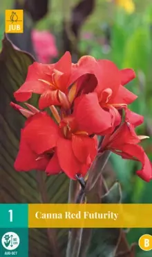 Canna Kana Red Futurity 