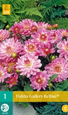 Dália Georgína  Bellini