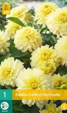 Dália Georgínia Gallery Serenade