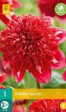 Dália Georgína Speech