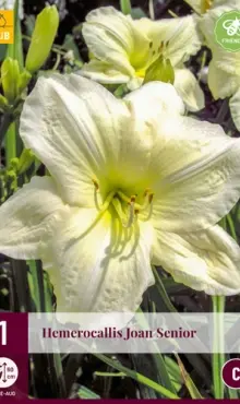 Hemerocallis Ľaliovka    Joan Senior