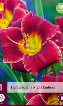 Hemerocallis Ľaliovka  Night Embers