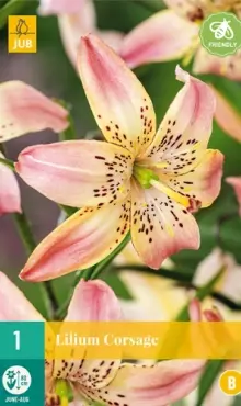 Ľalia tigrovitá  Corsage