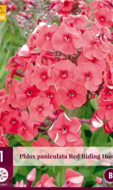 Phlox paniculata Flox Red Riding Hood