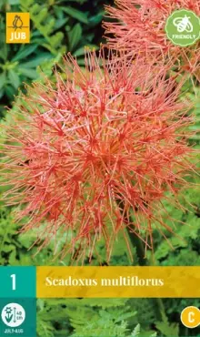Scadoxus multiflorus