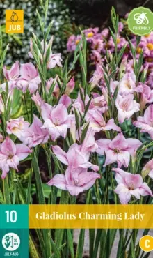 Gladiola nanus  Charming Lady