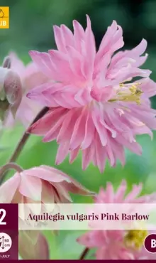 Aquilegia Orlíček Pink Barlow dostupné od 1.3.2026