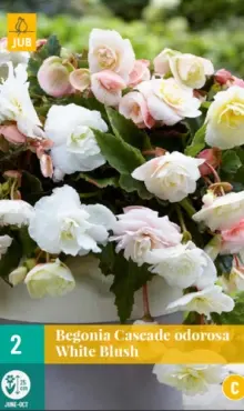 Begónia Cascade odorosa White Blush 
