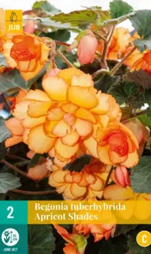 Begónia Tugerhybrida Apricot Shades