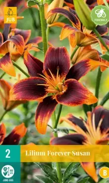 Ľalia ázijská Forever Susan