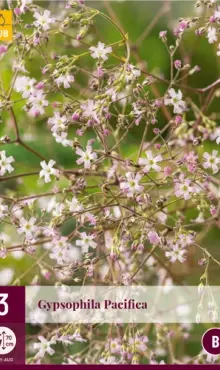 Gypsophila Gypsomilka  Pacifica  dostupné od 1.3.2026