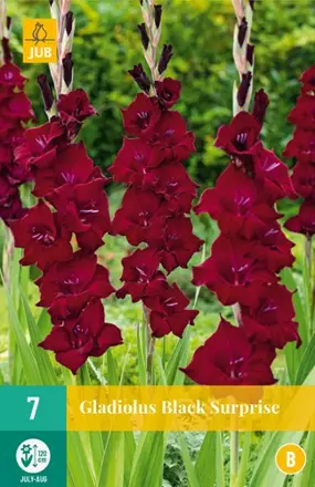 Gladiola veľkokvetá  BLACK SURPRISE  