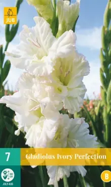 Gladiola veľkokvetá Ivory Perfection