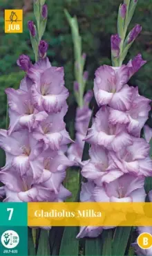 Gladiola veľkokvetá Milka 