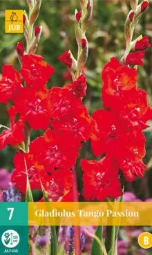 Gladiola veľkokvetá  TANGO PASSION 