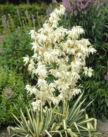 Yucca Juka Bright Edge 